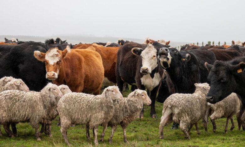 KURBAN KESİM BEDELİ 2025 DİYANET | Vekaletle kurban kesim ücreti ne kadar? (Yurt içi, yurt dışı)- Trabzonspor