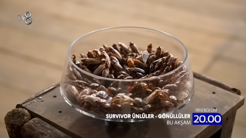 25 Ocak Survivor kim kazandı? Hangi takım ceza yedi? İşte Survivor son bölüm- Trabzonspor