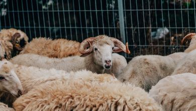 Kurban Bayramı ne zaman? 2026 Kurban Bayramı tatili kaç gün?- Trabzonspor