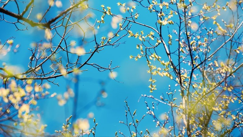 Cemre ne zaman düşecek? 2026 ilk cemre ne zaman, hangi tarihte düşer?- Trabzonspor