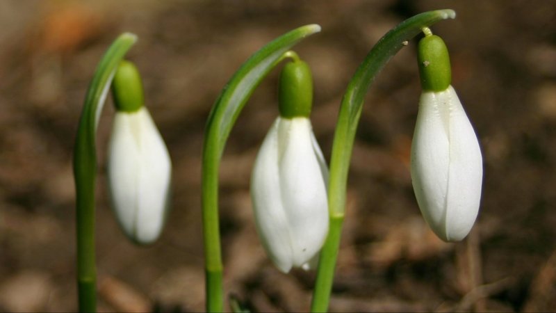 Cemre ne zaman düşecek? 2026 ilk cemre ne zaman, hangi tarihte düşer?- Trabzonspor
