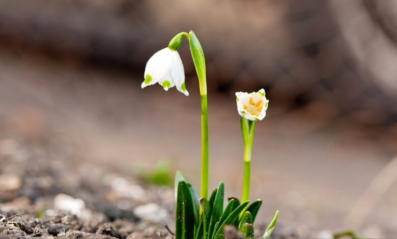 Cemre ne zaman düşecek? 2026 ilk cemre ne zaman, hangi tarihte düşer?- Trabzonspor